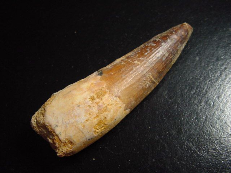 Spinosaurus Zahn - 7,9 cm - Spinosaurier Dinosaurier