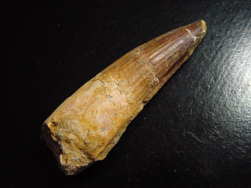 Spinosaurus Zahn - 7,9 cm - Spinosaurier Dinosaurier