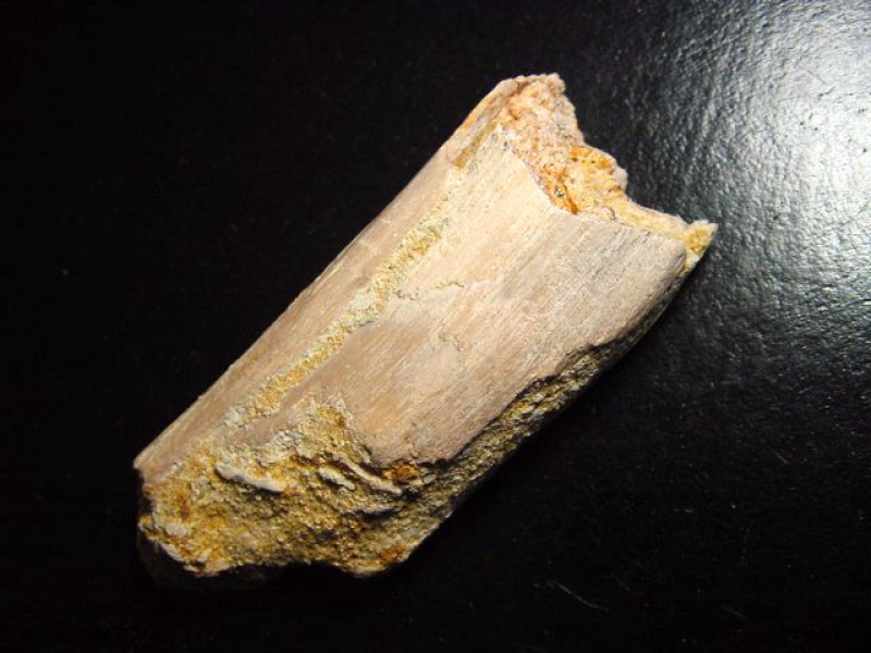 Spinosaurus Knochen Fossil - 7,6 cm - Spinosaurier Dinosaurier