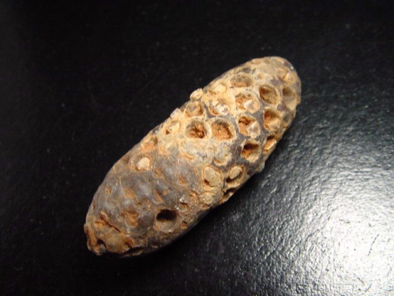 Fossiler Pinienzapfen 52 mm 35-50 Mio. Jahre - West Sahara, Marokko