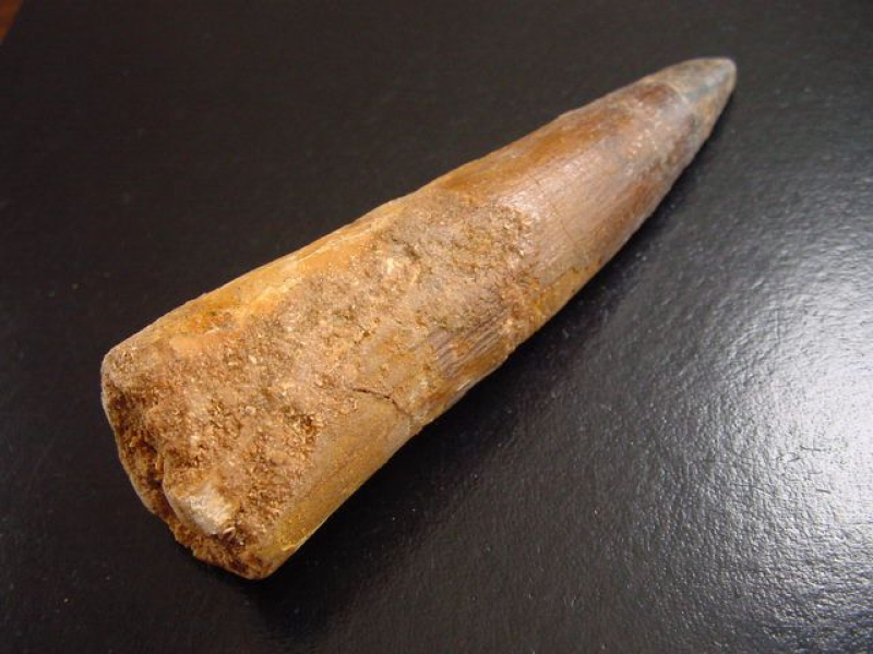 Spinosaurus tooth - 10,5 cm - Spinosaur Dinosaur