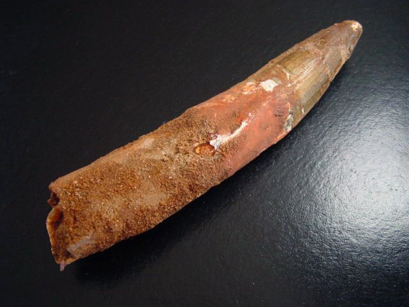 Spinosaurus Zahn - 12,5 cm - Spinosaurier Dinosaurier