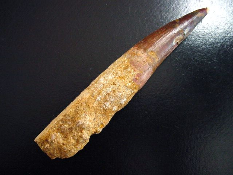 Spinosaurus Zahn - 14,0 cm - Spinosaurier Dinosaurier