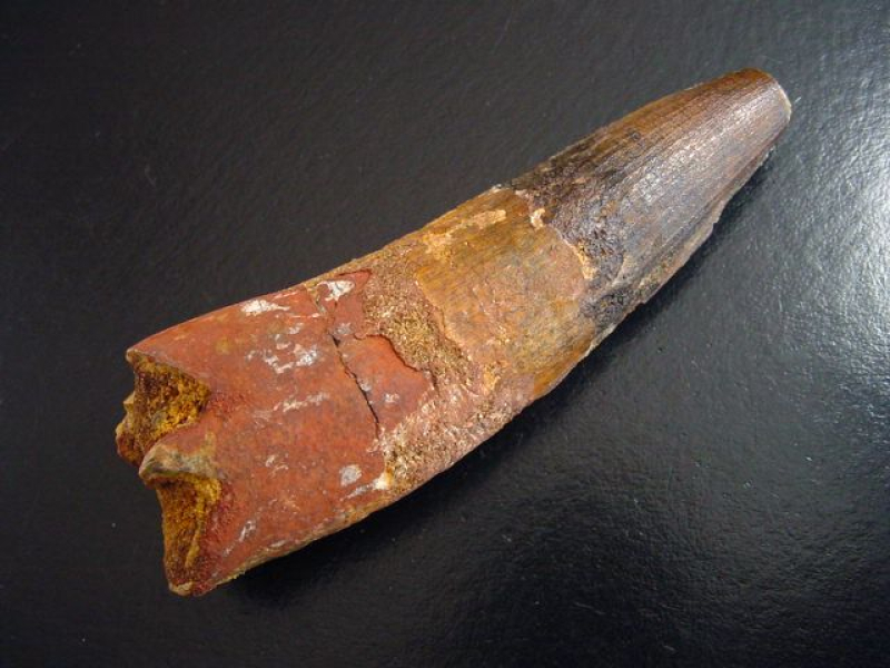 Spinosaurus Zahn - 10,7 cm - Spinosaurier Dinosaurier