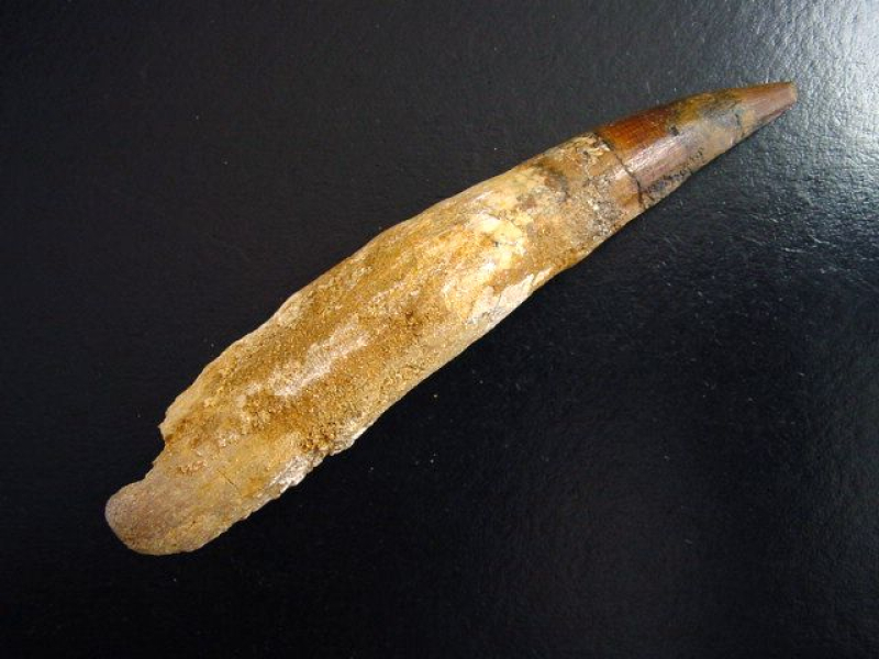 Spinosaurus Zahn - 12,5 cm - Spinosaurier Dinosaurier