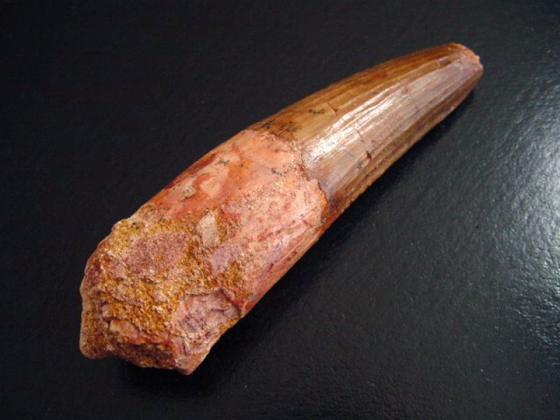 Spinosaurus Zahn - 9,1 cm - Spinosaurier Dinosaurier