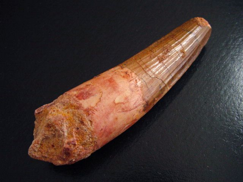 Spinosaurus Zahn - 9,1 cm - Spinosaurier Dinosaurier