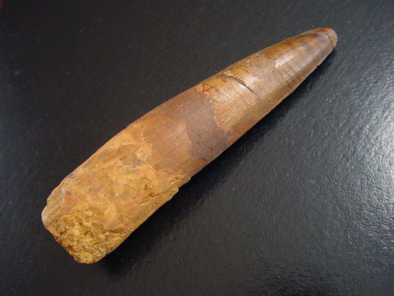 Spinosaurus Zahn - 9,6 cm - Spinosaurier Dinosaurier