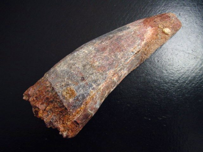 Spinosaurus Zahn - 11,0 cm - Spinosaurier Dinosaurier B-Qualität