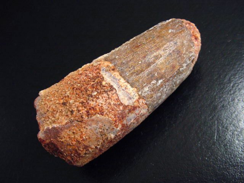 Spinosaurus Zahn - 6,8 cm - Spinosaurier Dinosaurier B-Qualität