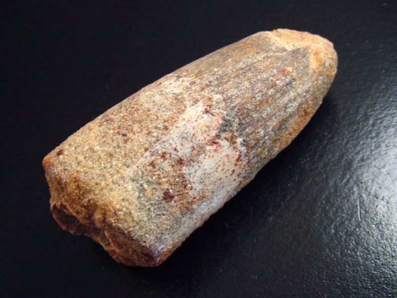 Spinosaurus Zahn - 6,8 cm - Spinosaurier Dinosaurier B-Qualität