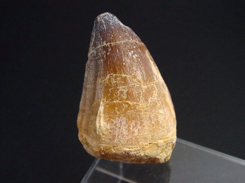 Mosasaurus Zahn - 4,4 cm - Mosasaurier Dinosaurier