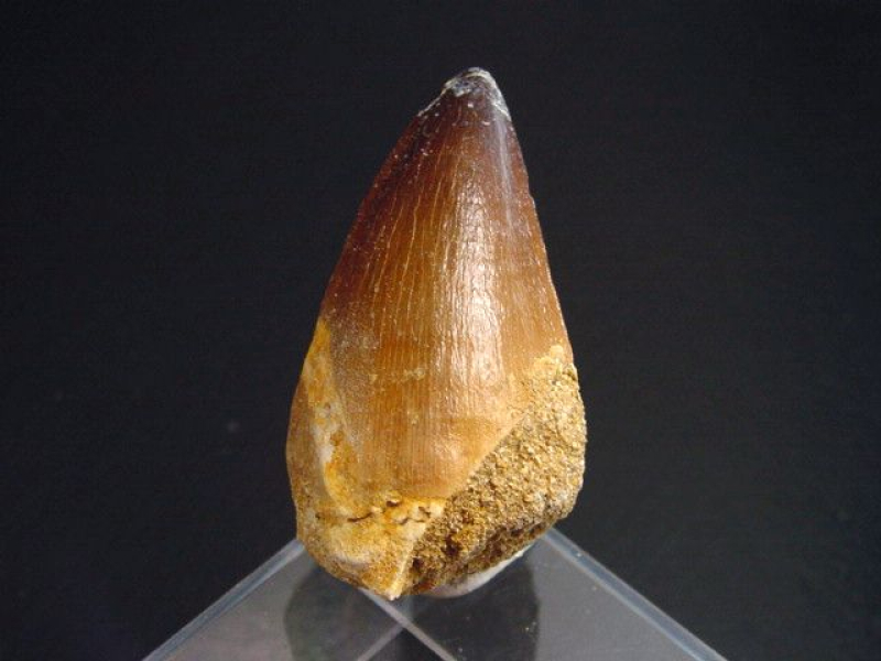 Mosasaurus Zahn - 4,7 cm - Mosasaurier Dinosaurier