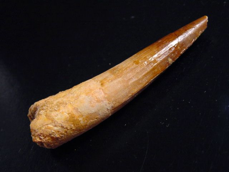 Spinosaurus Zahn - 7,4 cm - Spinosaurier Dinosaurier