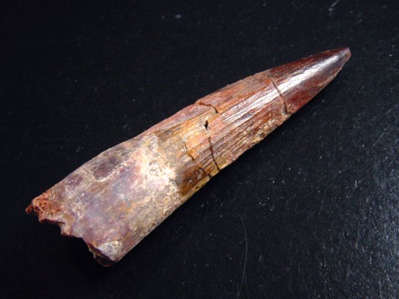 Spinosaurus Zahn - 8,1 cm - Spinosaurier Dinosaurier