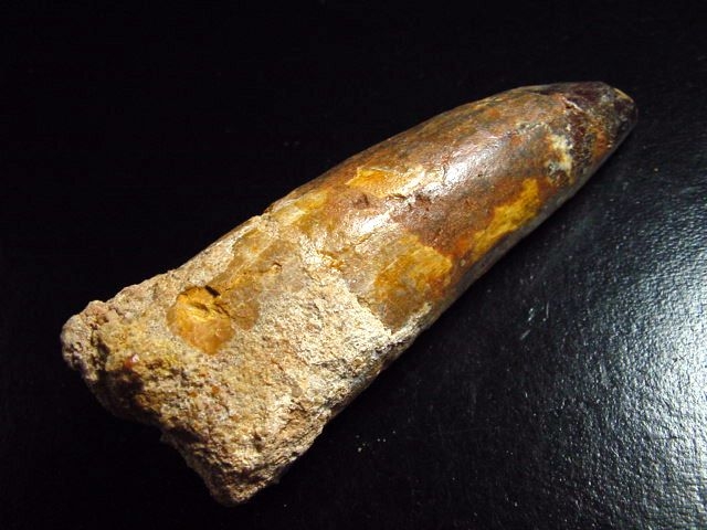 Spinosaurus tooth - 8,6 cm - Spinosaur Dinosaur
