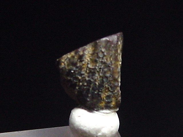 Edmontosaurus Entenschnabeldinosaurier Zahn 5,5 mm USA