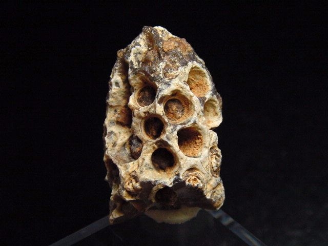 Fossiler Pinienzapfen 28 mm 35-50 Mio. Jahre - West Sahara, Marokko