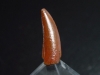 Deltadromeus tooth - 2,1 cm - Raptor Dinosaur