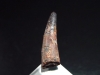 Pterosaur tooth - 3,0 cm - flying Dinosaur Siroccopteryx Pteranodon