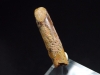Diplodocus tooth - 3,3 cm - Rebbachisaurus Dinosaur