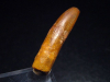 Diplodocus tooth - 3,4 cm - Rebbachisaurus Dinosaur