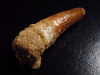 Spinosaurus tooth - 5,3 cm - Spinosaur Dinosaur