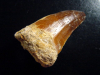 Mosasaurus Zahn - 5,0 cm - Mosasaurier Dinosaurier