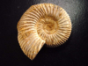 Ammonite 49 mm length 150 mio. years - France