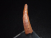 Pterosaur tooth - 3,5 cm - Siroccopteryx Pteranodon