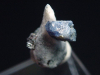 Benitoite with Neptunite specimen 18 mm - San Benito Co., California, USA