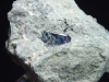 Benitoit mit Neptunit Stufe 33 mm - San Benito Co., Kalifornien, USA