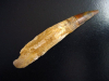 Spinosaurus Zahn - 12,5 cm - Spinosaurier Dinosaurier