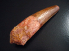 Spinosaurus Zahn - 9,1 cm - Spinosaurier Dinosaurier