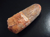 Spinosaurus tooth - 6,8 cm - Spinosaur Dinosaur B-quality