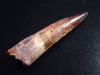 Spinosaurus Zahn - 8,1 cm - Spinosaurier Dinosaurier
